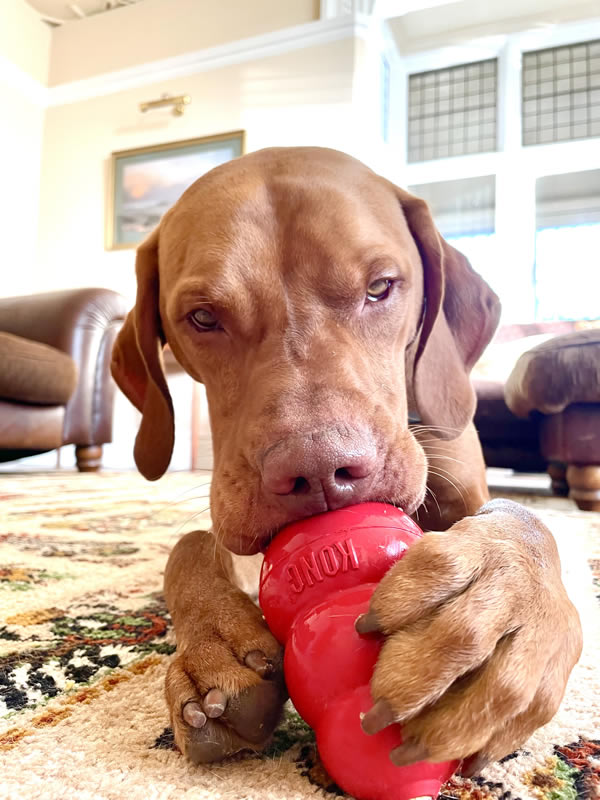 Vizsla Loki eating Give A Dog A Bean from his red Kong