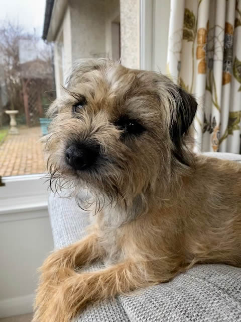 Milly the Border Terrier who has to eat a vegan diet for her health