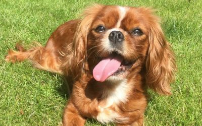The realities of puppy farming