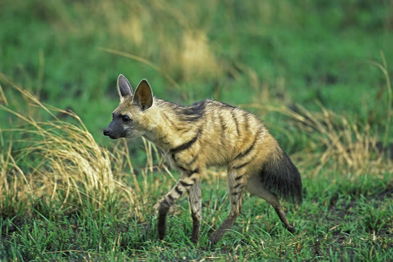 Aardwolf - a shy african animal that resembles our domestic dog but only eats 2 species of termites!