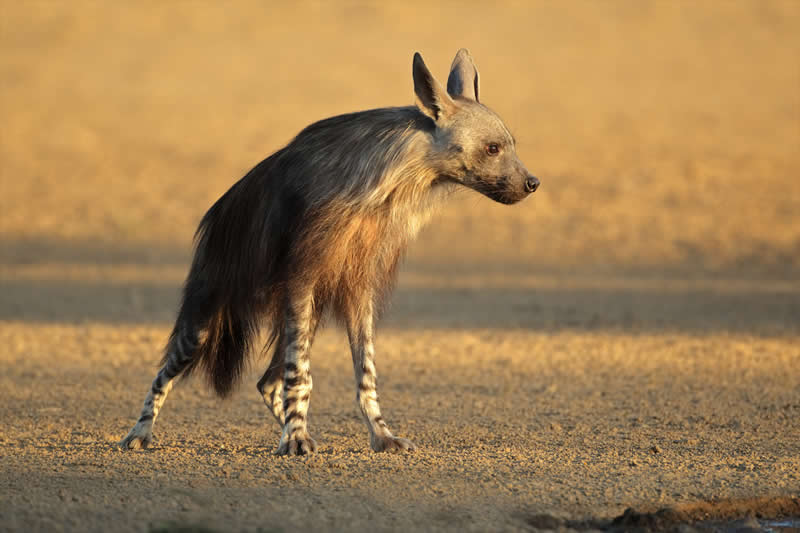 Brown Hyena that eats truffle in the desert as its protein source (a type of fungus)
