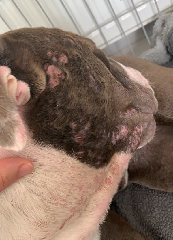 Buddy Bulldog with skin conditions eating a vegan diet
