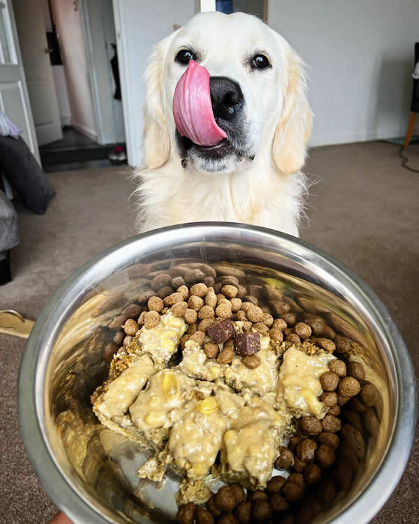 Vegan dog Frank the Golden Retriever and his homemade food with Greta