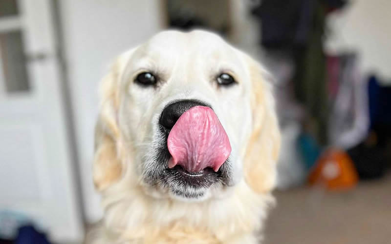 Dilated cardiomyopathy and Frank’s vegan dog food diet