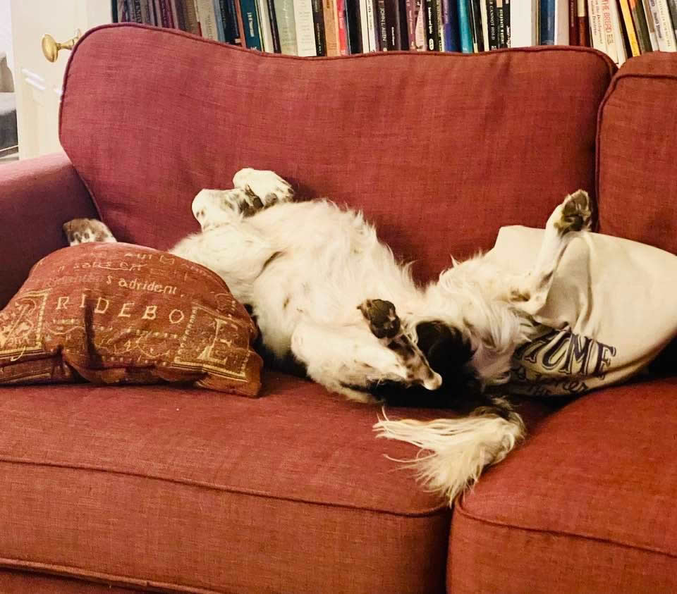 Springer George on his back sleeping leading an idyllic life as a vegan dog