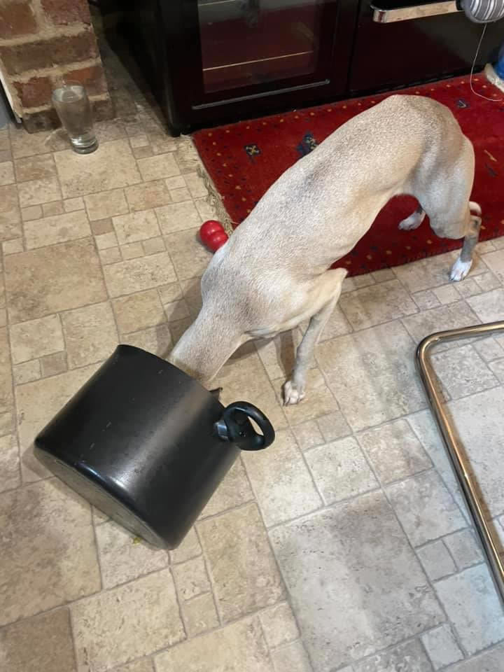 Plant-based Whippet Marble with her head right inside a cooking pan licking out the last of the homemade vegan food