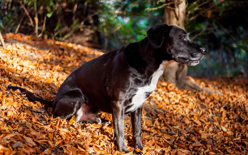 Boxer/Labrador Marx a vegan dog