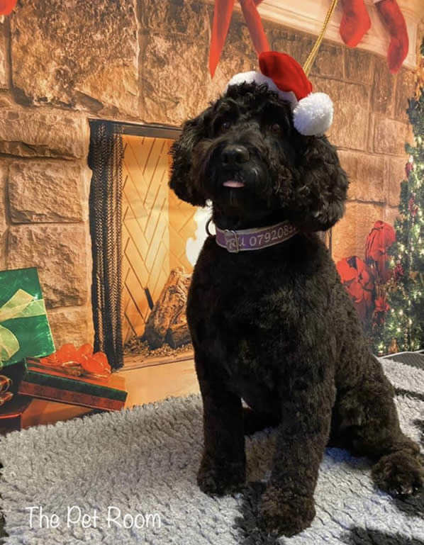 Cockapoo Pru with a christmas hat