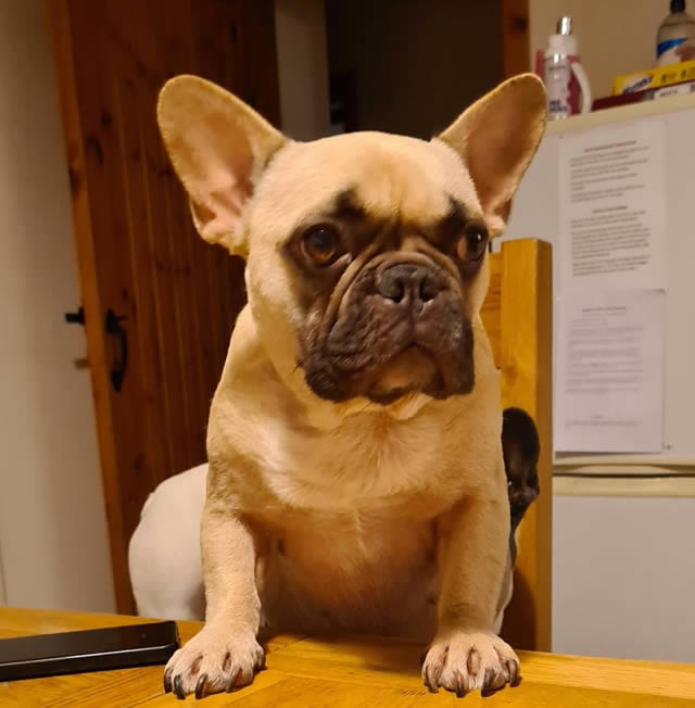 French Bulldog Trixie has a meat intolerance