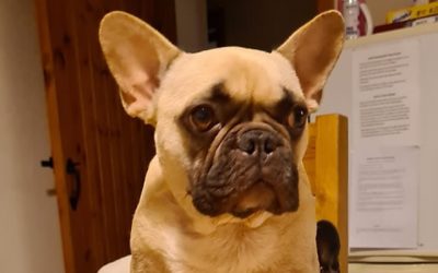 Trixie the Frenchie had skin issues on raw food