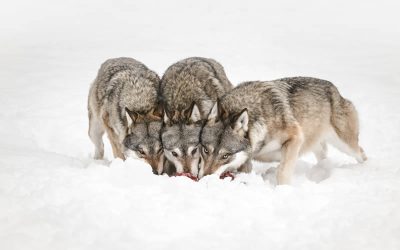Are dogs carnivorous wolves that need meat?