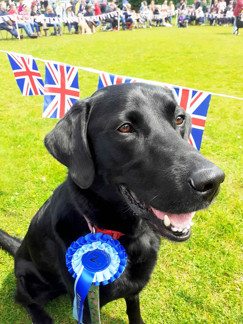 Vegan Labrador otto wins 2nd place in best in condition!