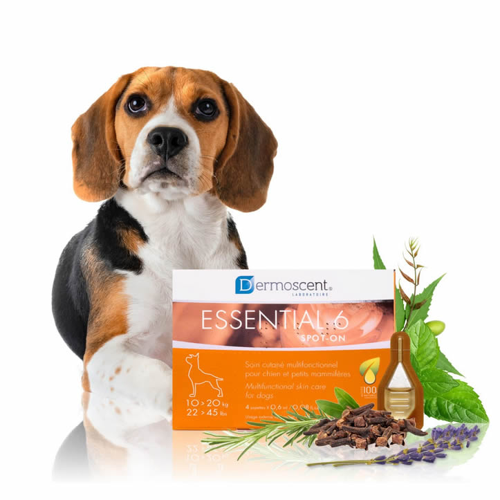 Dermoscent Essential 6 Spot-On for dogs with allergic skin conditions Just Be Kind