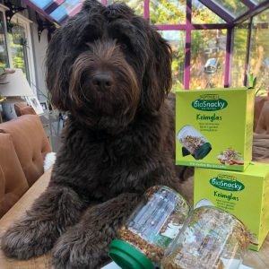 Dora vegan Newfoundland/Poodle with sprouter jars