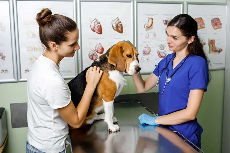 Vet and Beagle discussing DCM and vegan diets to an owner with photos of canine hearts on the consulting room wall