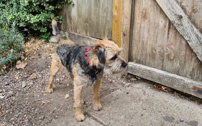 Toby the Border Terrier’s transformation on a plant-based diet