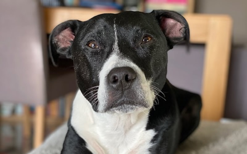 Buddy the Staffy who had enlarged nipples from an oestrogen overdose from owner's hrt cream