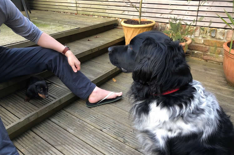Vegan dog Gelmer belonging to Alexis Conran