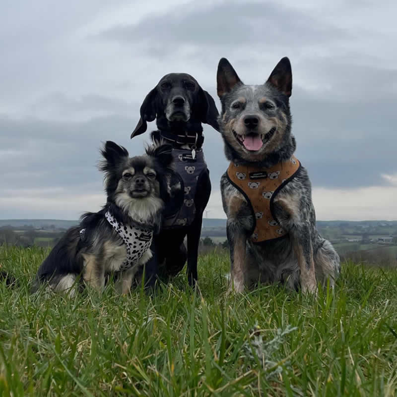 Vegan rescue dog Nora and her friends