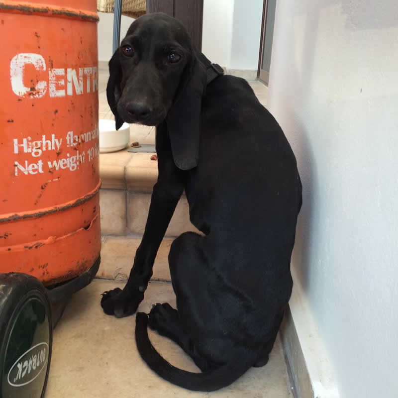 Thin rescue pup Nora huddled next to gas tank in Cyprus