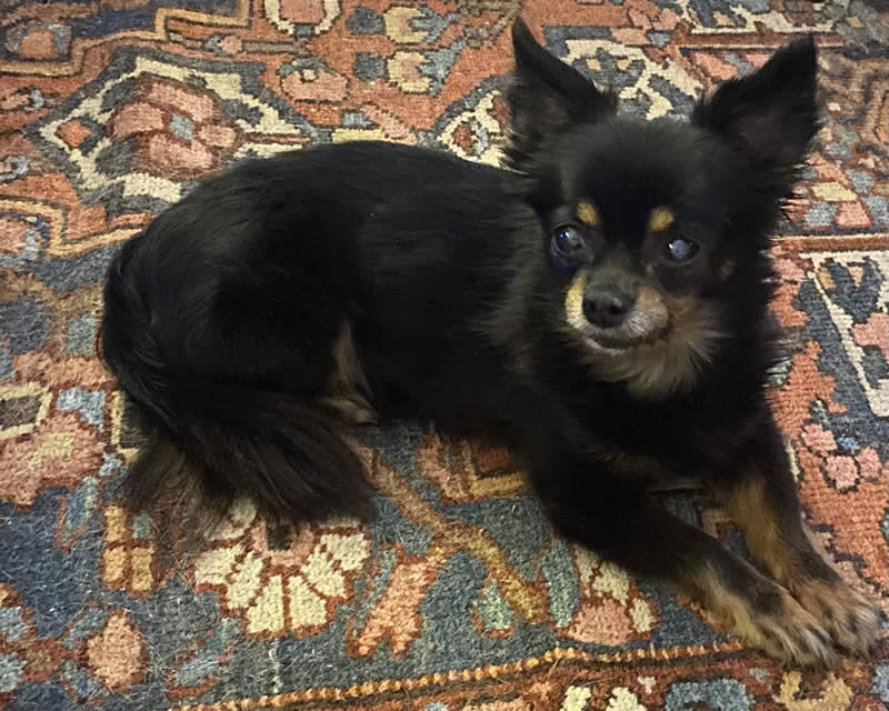14 year old vegan Chihuahua Paddy with heart disease