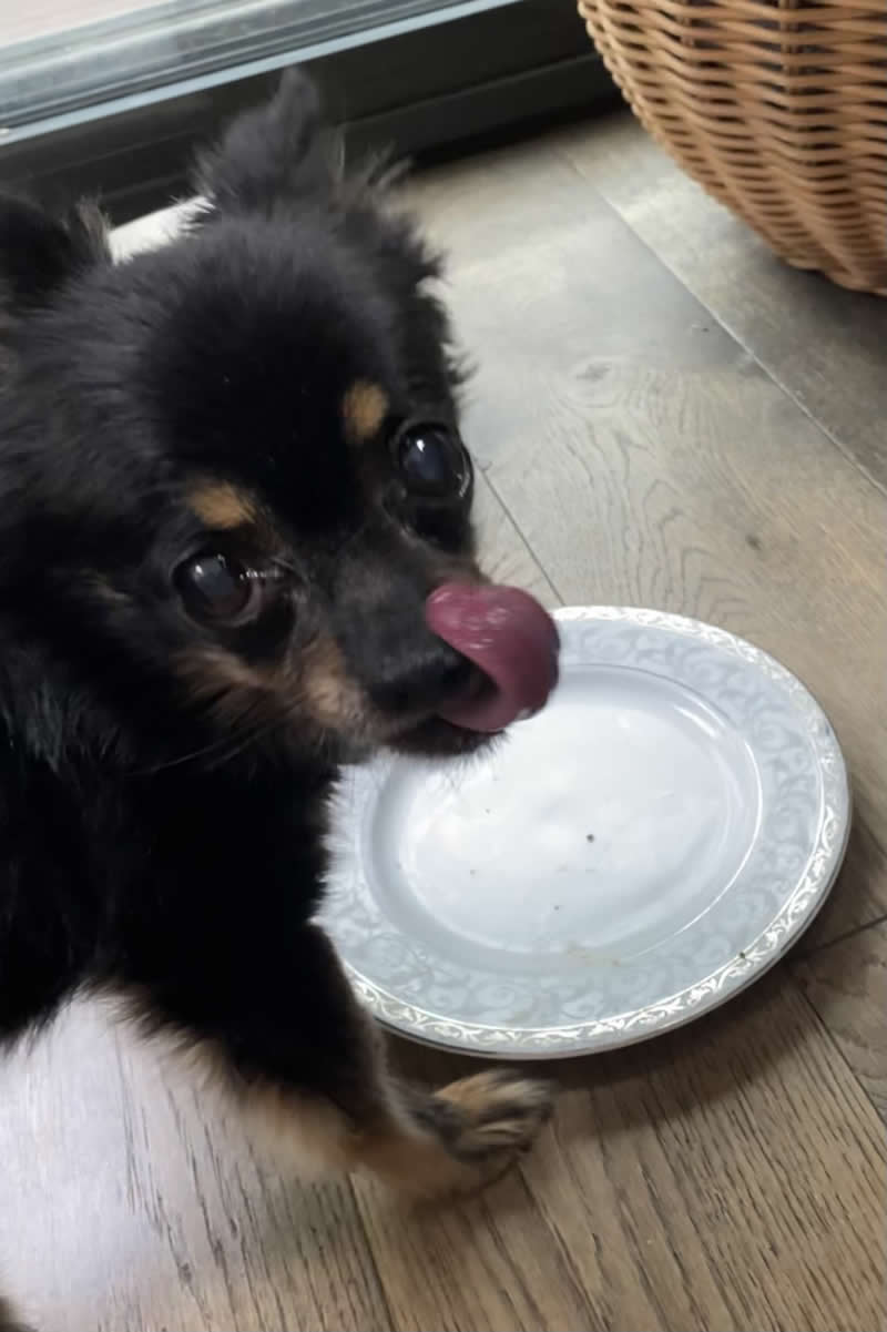 Vegan 14 year old Chihuahua Paddy who loves his vegan homemade dog food