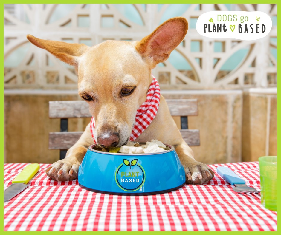 Dog eating food with bib
