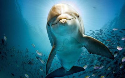 Stranded dolphins’ brains show signs of Alzheimer’s