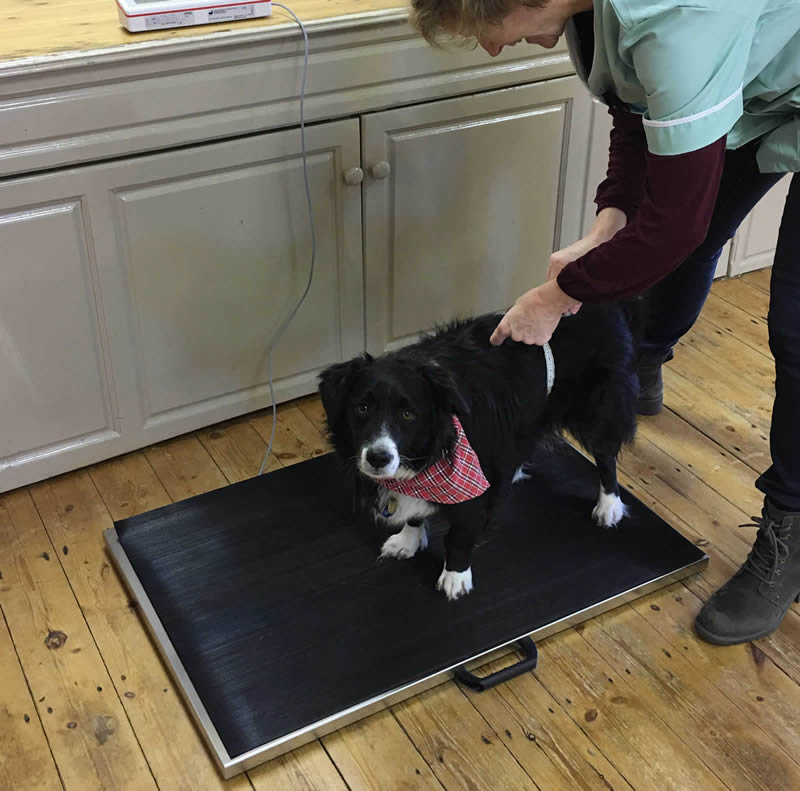 Dr Arielle Griffiths measuring vegan dog Ruff when she started Slimming Pet classes