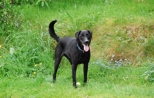 Our darling Labrador who suffered from a skin condition all her life but never ate a plant-based diet - my biggest regret for her!