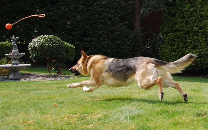 Vegan German Shepherd Tilda running after a ball