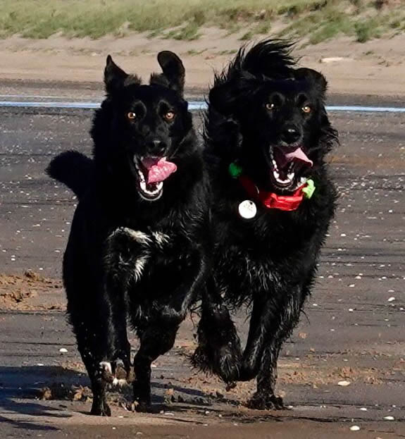 Vegan dogs Carly and Muffin