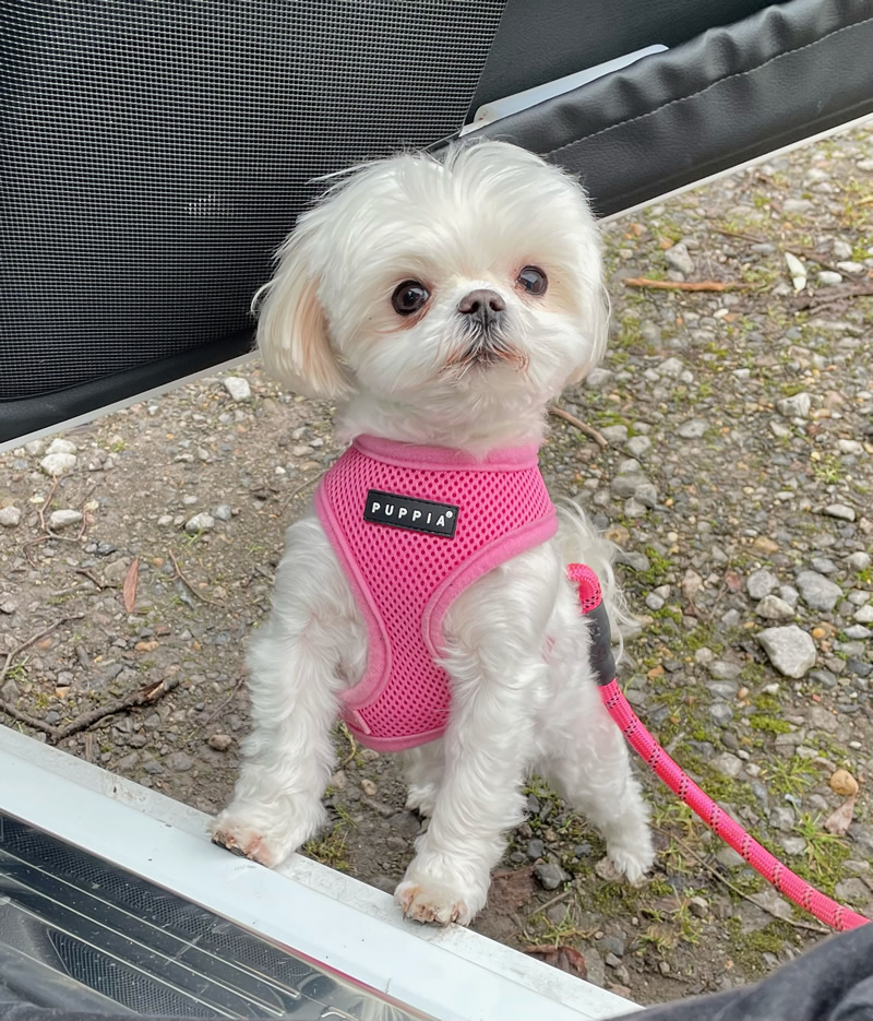 Lilabelle teacup Maltese with a fish allergy who can only eat vegan dog food