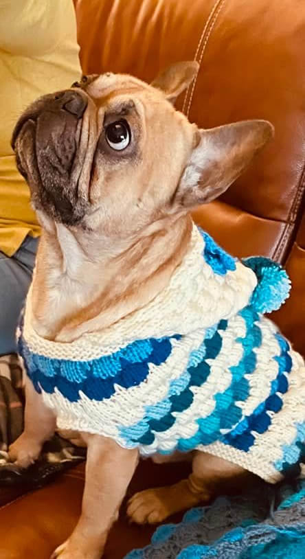 French Bulldog Meeko who had problems and now all sorted being on a vegan diet