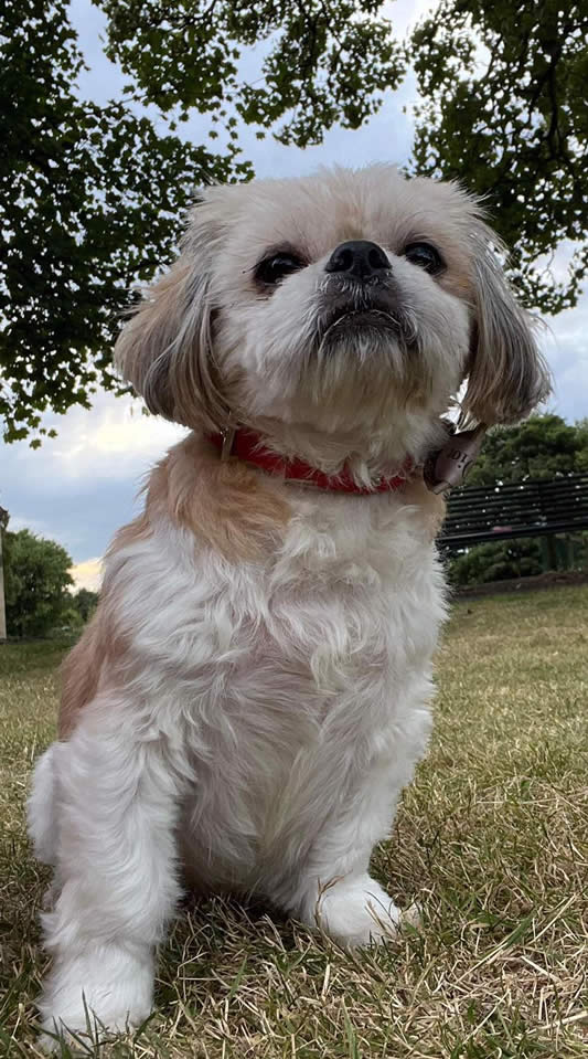 Shih Tzu who transitioned from Bella & Duke to a vegan diet with spectacular results