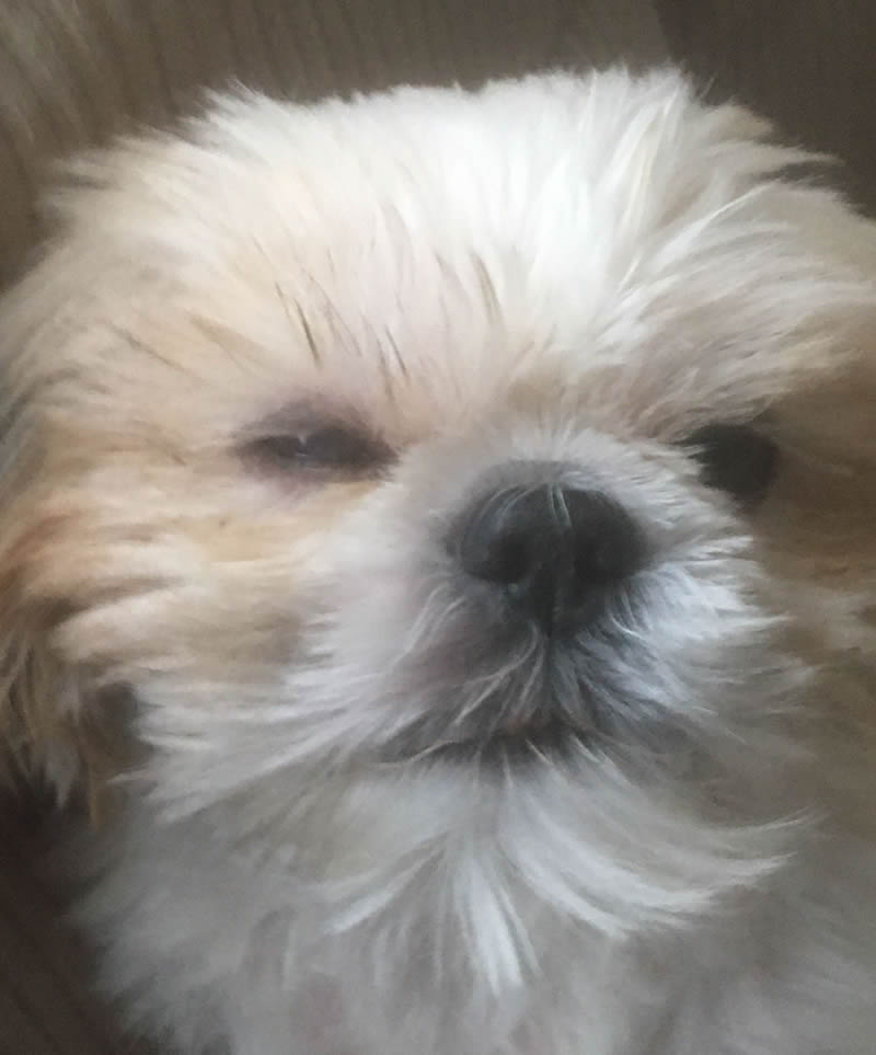 Shih Tzu who transitioned from Bella & Duke to a vegan diet with spectacular results
