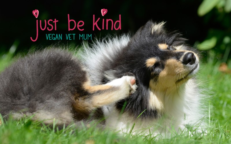 Top UK Vet Dermatologist Podcast