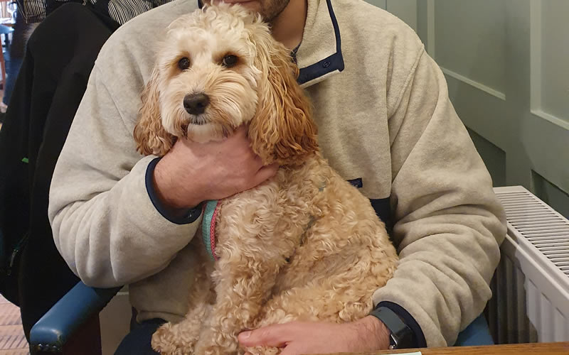 Igi the Cockapoo who had problems and now all sorted being on a vegan diet