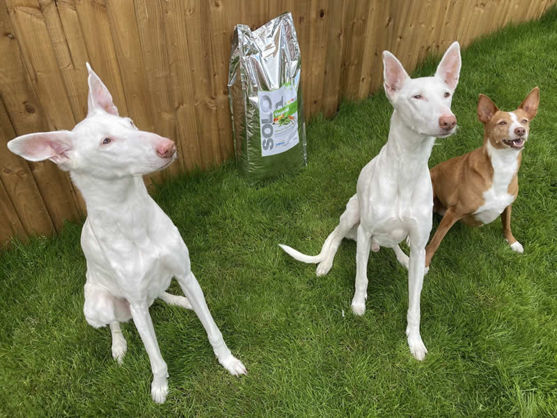 Recue Ibizan Hound with sores on his skin from allergies until he tried Solo Vegetal vegan food and his skin is now transformed