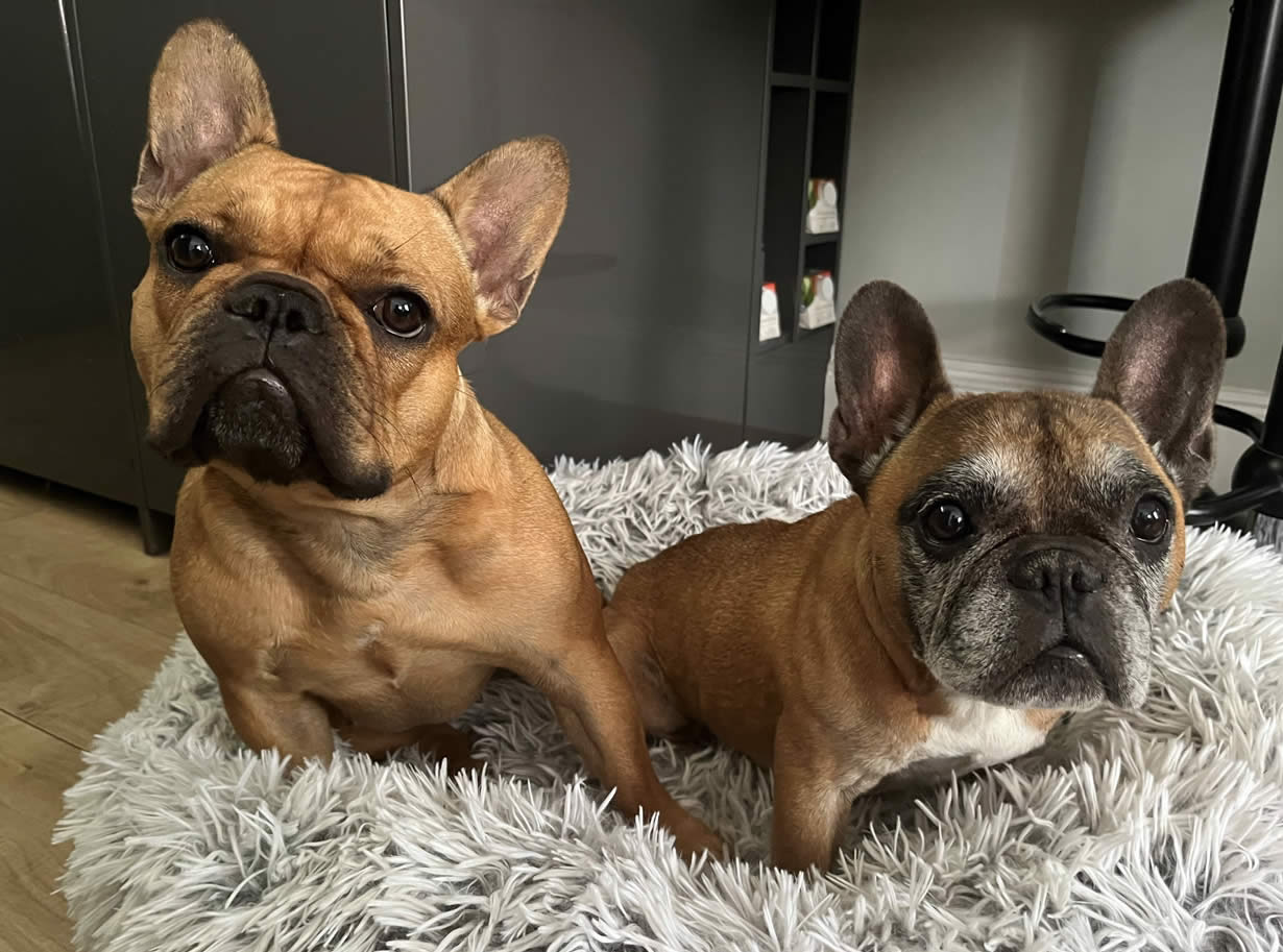 French Bulldog and her friend Lola who both eat vegan dog food