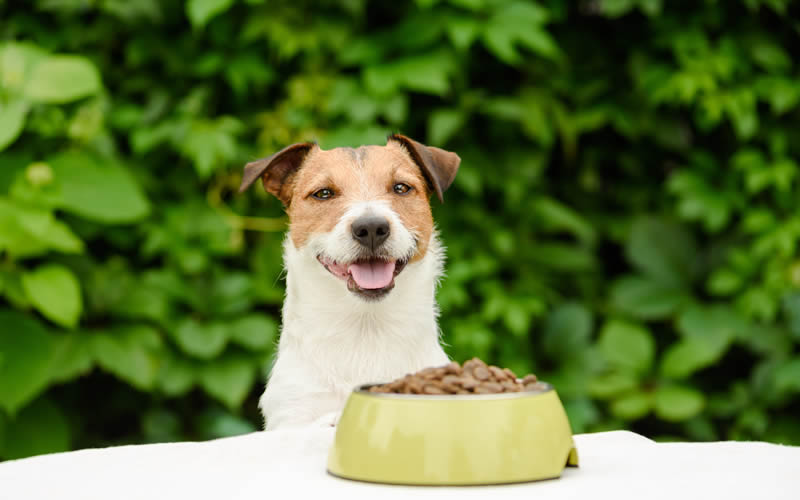 Jack Russell with vegan dog food