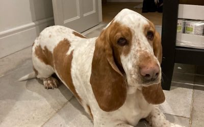 Tommy the Bassett’s brown gungy saliva disappeared!