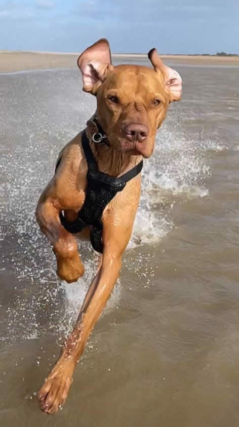 Muscled vegan Vizsla Loki running in the sea