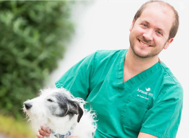 Top vets are choosing plantbased for their own dogs!