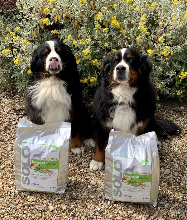 Bernese Mountain Dogs Bruno and Ruby with 5kg bags of premium vegan dog food Solo Vegetal