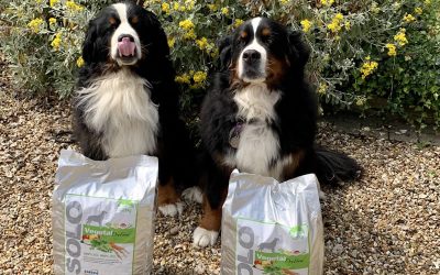 Bruno the Bernese has outlived all his litter mates!