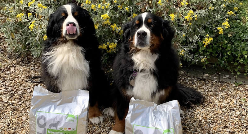 Bernese Mountain Dogs Bruno and Ruby with 5kg bags of premium vegan dog food Solo Vegetal