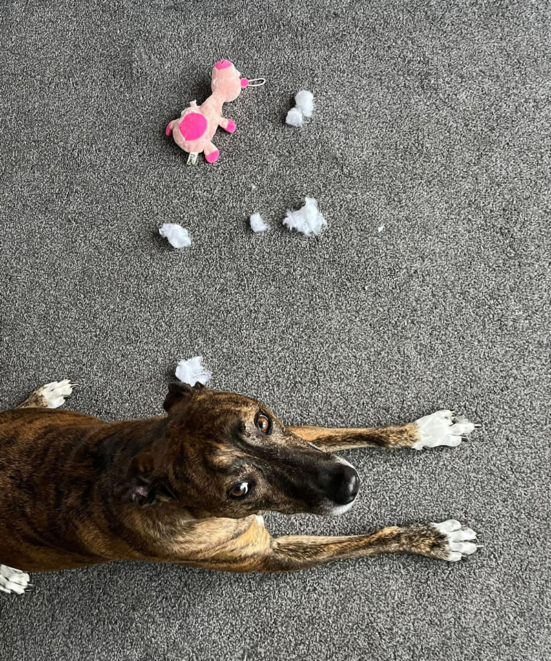 Dog having eaten a toy pig