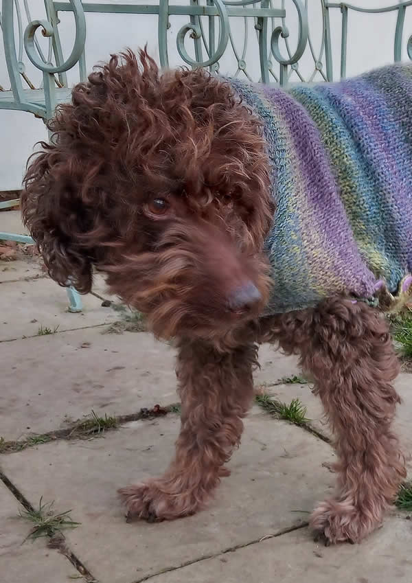 19 year old vegan rescue Cockapoo Ruby