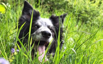 Sarah the active Border Collie loves her daily Gold Dust